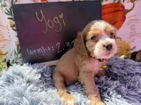 Yogi , a male Cocker Spaniel for sale in Lagrange, IN – 8 of 8