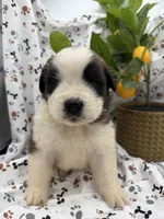 Max , a male Saint Bernard for sale in Lagrange, IN – 4 of 4