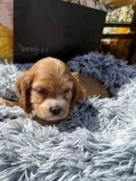 Yoda , a male Cocker Spaniel for sale in Lagrange, IN – 3 of 9