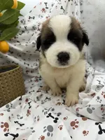 Zoey, a female Saint Bernard for sale in Lagrange, IN – 3 of 7