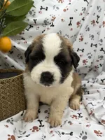 Zoey, a female Saint Bernard for sale in Lagrange, IN – 1 of 7