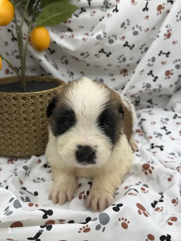 Bella  – Saint Bernard puppy for sale in Lagrange, IN