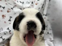 Bear , a male Saint Bernard for sale in Lagrange, IN – 5 of 6