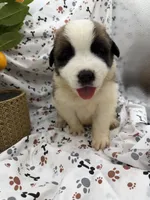 Zoey, a female Saint Bernard for sale in Lagrange, IN – 6 of 7