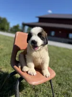 Nicki Green male , a female Saint Bernard for sale in Lagrange, IN – 3 of 8