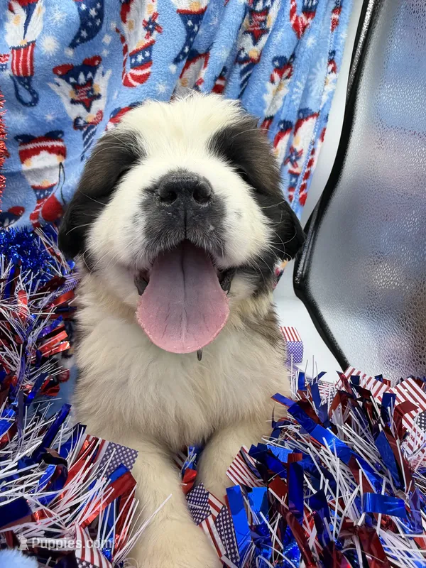 Nicki Green male  – Saint Bernard puppy for sale in Lagrange, IN