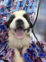 Nicki Green male , a female Saint Bernard for sale in Lagrange, IN – 1 of 8