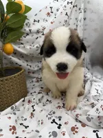 Zoey, a female Saint Bernard for sale in Lagrange, IN – 7 of 7