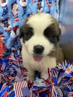Cody, a female Saint Bernard for sale in Lagrange, IN – 5 of 5