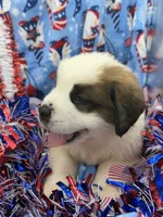 Bear  ( red male ), a male Saint Bernard for sale in Lagrange, IN – 6 of 6