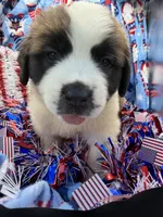 Bruno dark blue, a male Saint Bernard for sale in Lagrange, IN – 5 of 6