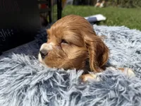 Yoda , a male Cocker Spaniel for sale in Lagrange, IN – 6 of 9