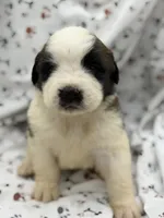 Bear , a male Saint Bernard for sale in Lagrange, IN – 4 of 6