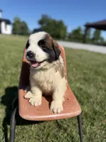 Nicki Green male , a female Saint Bernard for sale in Lagrange, IN – 7 of 8
