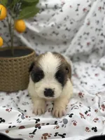 Bella , a female Saint Bernard for sale in Lagrange, IN – 6 of 6