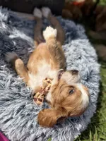 Yoshi , a male Cocker Spaniel for sale in Lagrange, IN – 2 of 7
