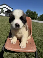Nicki Green male , a female Saint Bernard for sale in Lagrange, IN – 6 of 8