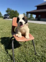 Nicki Green male , a female Saint Bernard for sale in Lagrange, IN – 8 of 8