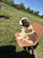 Nicki Green male , a female Saint Bernard for sale in Lagrange, IN – 5 of 8