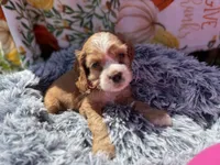 Yogi , a male Cocker Spaniel for sale in Lagrange, IN – 4 of 8