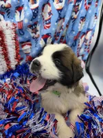 Nicki Green male , a female Saint Bernard for sale in Lagrange, IN – 4 of 8