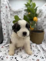 Max , a male Saint Bernard for sale in Lagrange, IN – 3 of 4