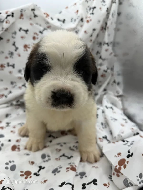 Bear  – Saint Bernard puppy for sale in Lagrange, IN