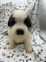 Bear , a male Saint Bernard for sale in Lagrange, IN – 1 of 6