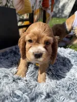 Yoda , a male Cocker Spaniel for sale in Lagrange, IN – 8 of 9