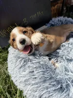 Yoshi , a male Cocker Spaniel for sale in Lagrange, IN – 7 of 7