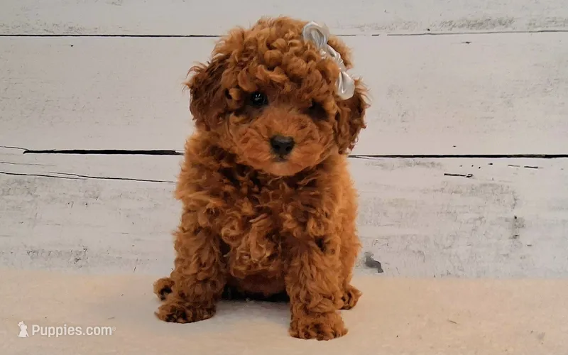 Reserved  – Poodle - Toy , Poodle - Miniature  puppy for sale in Hancock, MN