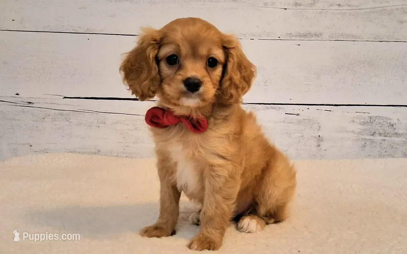 Reserved  – Cavapoo puppy for sale in Hancock, MN