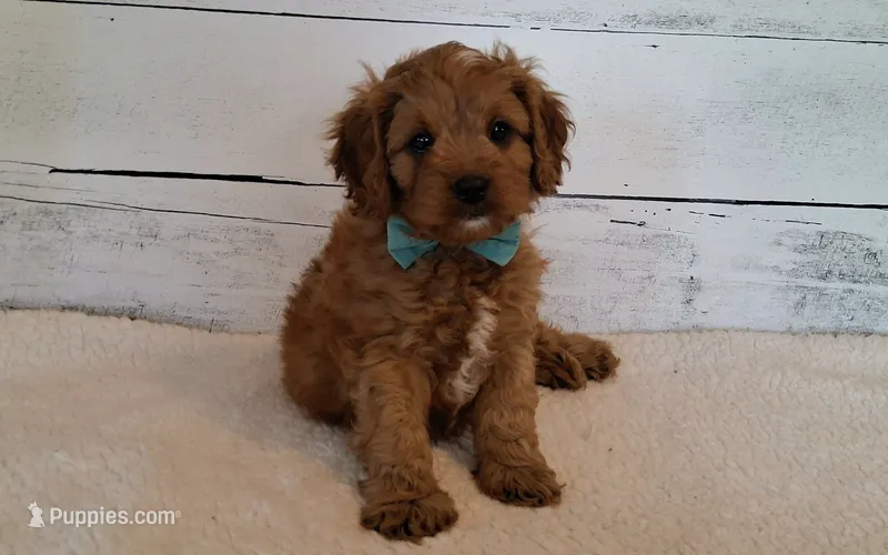 LOUIE  – Cavapoo puppy for sale in Hancock, MN