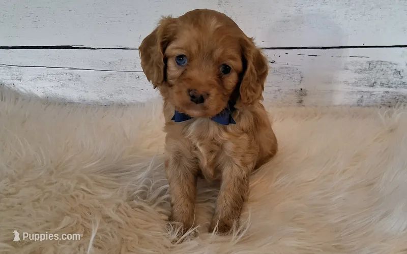 Tigger – Cavapoo puppy for sale in Hancock, MN