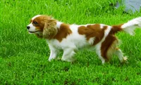 Saige, a female Cavalier King Charles Spaniel for sale in Hancock, MN – 1 of 1