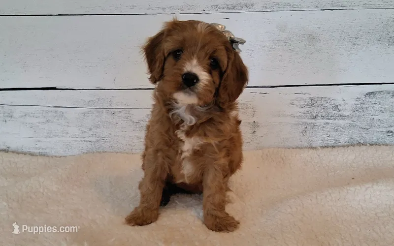 Reserved  – Cavapoo puppy for sale in Hancock, MN