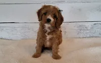 Reserved , a female Cavapoo for sale in Hancock, MN – 4 of 6