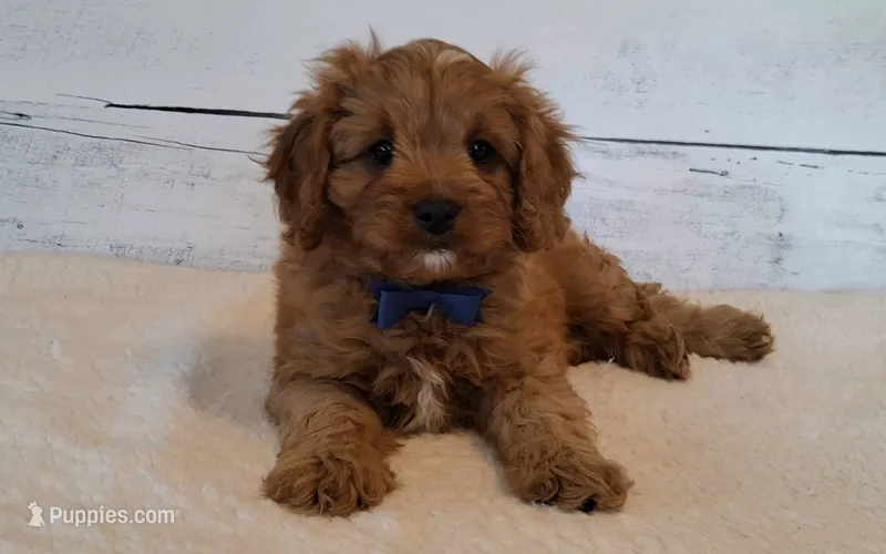 LOUIE  – Cavapoo puppy for sale in Hancock, MN