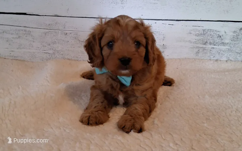 LOUIE (moderate underbite) – Cavapoo puppy for sale in Hancock, MN