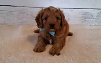 LOUIE (moderate underbite), a male Cavapoo for sale in Hancock, MN – 1 of 3