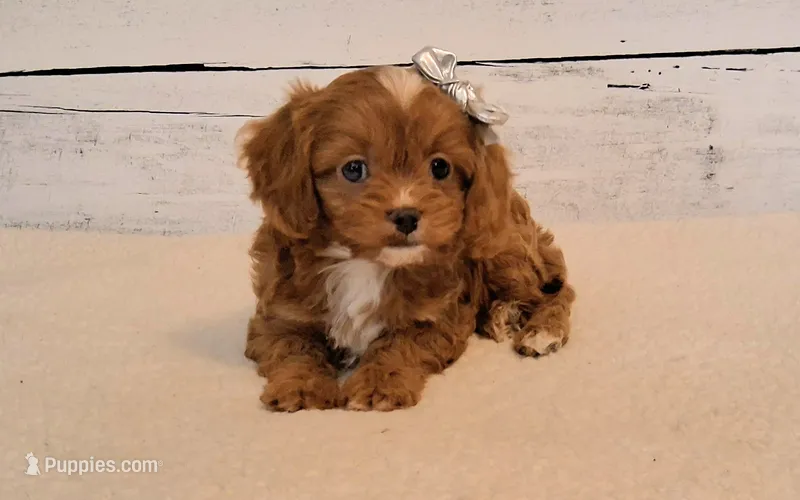 Kanga (small) – Cavapoo puppy for sale in Hancock, MN