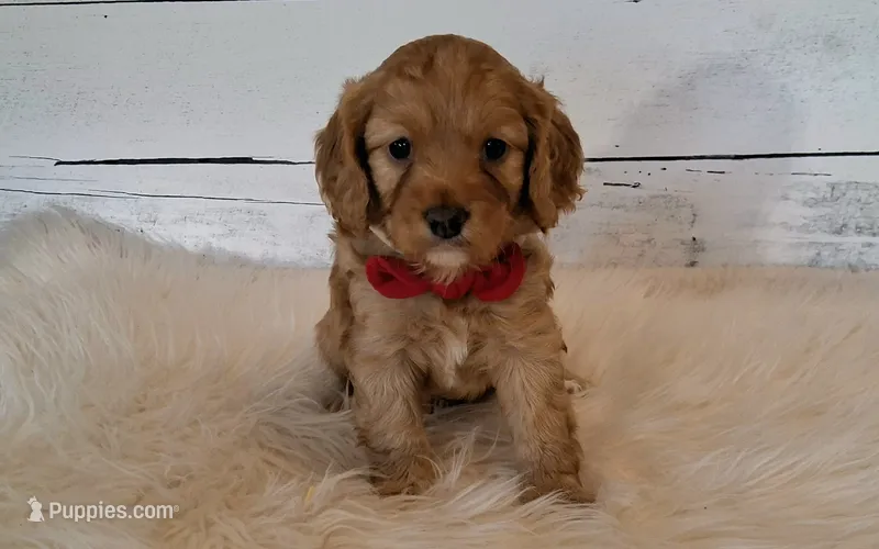Winnie – Cavapoo puppy for sale in Hancock, MN