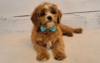 Donald, a male Cavapoo for sale in Hancock, MN – 1 of 6
