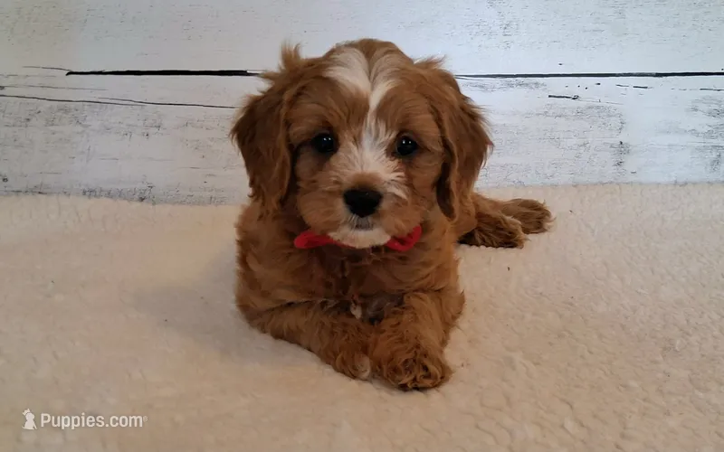 Donald – Cavapoo puppy for sale in Hancock, MN