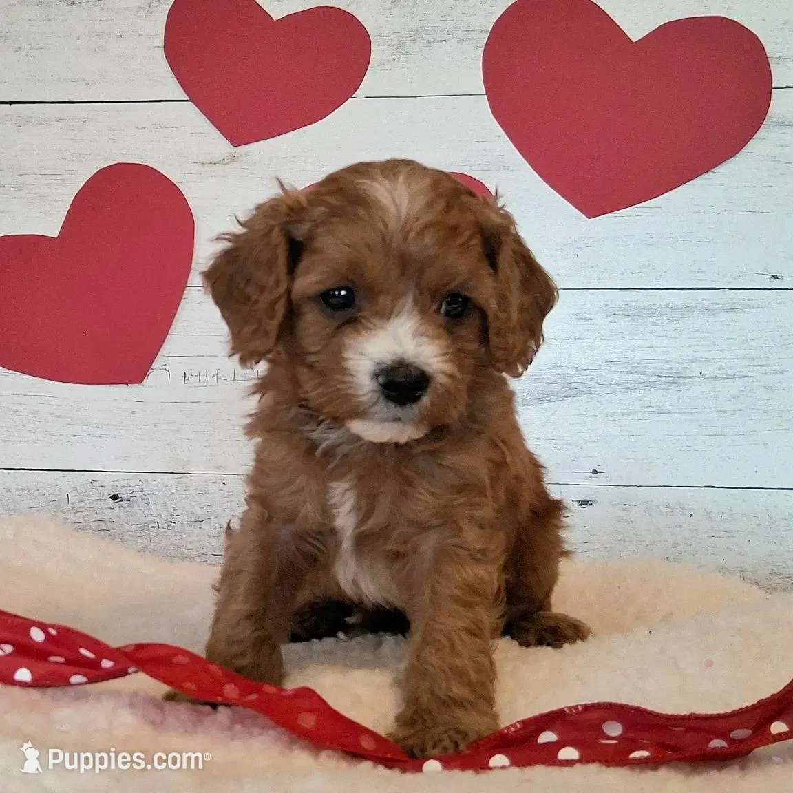 Beau, a male Cavapoo for sale in Hancock, MN – Photo 2 of 2