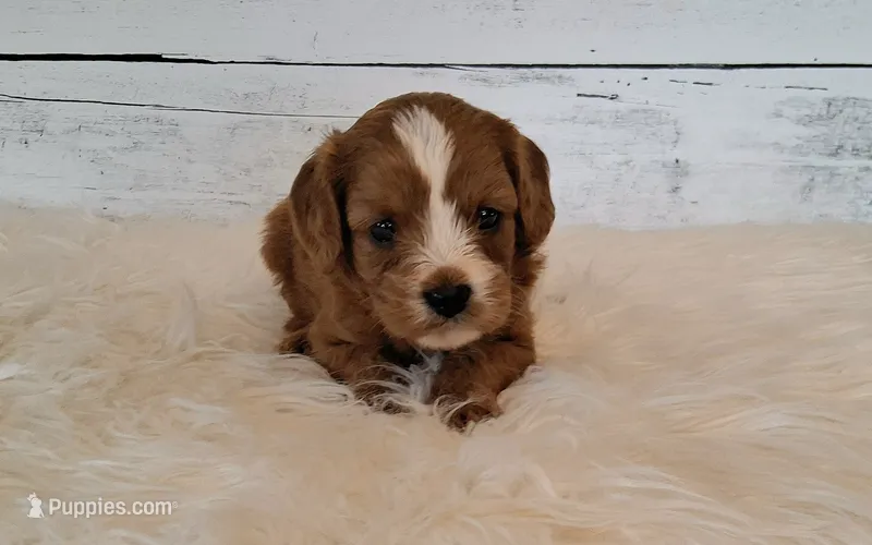 Donald – Cavapoo puppy for sale in Hancock, MN