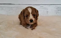 Donald (moderate underbite), a male Cavapoo for sale in Hancock, MN – 3 of 3