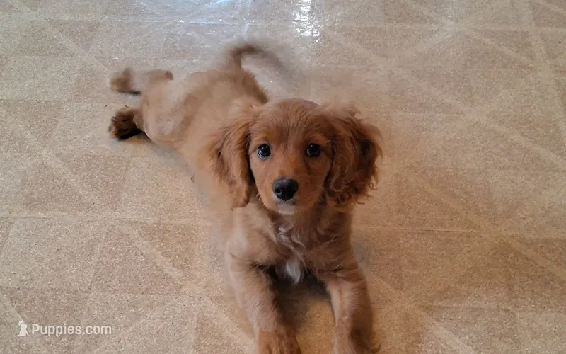 Winnie – Cavapoo puppy for sale in Hancock, MN