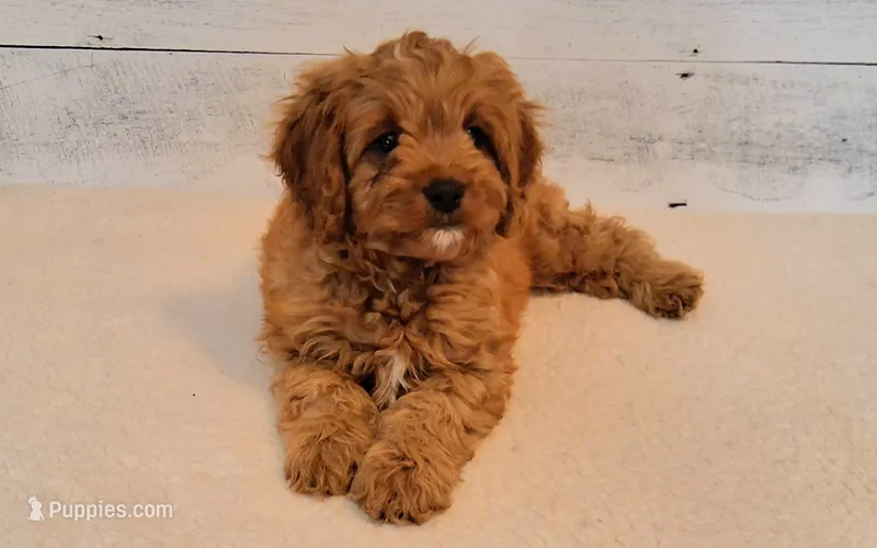 LOUIE  – Cavapoo puppy for sale in Hancock, MN
