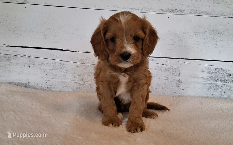 HUEY – Cavapoo puppy for sale in Hancock, MN
